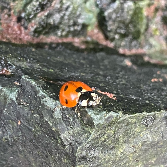 Meet your Posher, Gemma - Picture 1 of 1